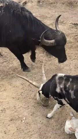 The video shows a black buffalo and a black and white goat on a dirt ground. The buffalo is standing and facing down towards the goat, which is on the ground eating. There are other animals in the background, including sheep and what appears to be another buffalo. The ground is dry and dusty, with some sparse vegetation. The interaction between the buffalo and the goat appears to be peaceful, with the goat focused on eating and the buffalo observing.