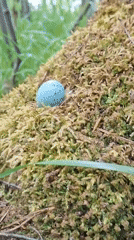 Spring forest documentation captures wildlife and flowers in Russia