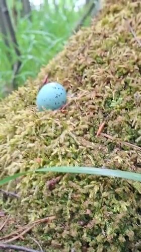 Spring forest documentation captures wildlife and flowers in Russia