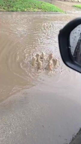 In a daytime scene, several objects, possibly manhole covers or similar structures, are partially submerged in murky, brown floodwater on what appears to be a street or road. From these submerged points, water is forcefully bubbling up, creating multiple small, muddy geysers or eruptions. These eruptions form concentric ripples on the surface of the standing water. To the right of the frame, the black casing and reflective surface of a car's side mirror are visible, suggesting the video is being filmed from inside a vehicle. In the background, across the flooded area, there is a strip of green grass, followed by what looks like a fence or a building structure. The overall impression is of significant flooding and an unusual overflow or pressure issue from an underground water system in Trastenik, Bulgaria.
