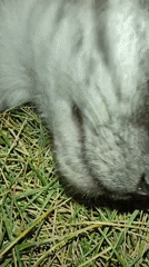 Nighttime backyard wildlife: insects, spiders, and roaming cats