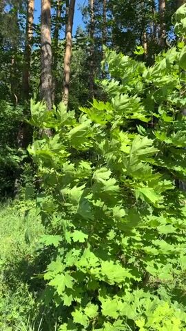 This is a vertical video, shot from a low angle, looking up into a forest. The main subject is a vibrant green maple tree in the foreground, its large leaves rustling gently in the breeze. Behind it, tall pine trees with textured, reddish-brown bark pierce the bright blue sky, their needles forming a dense canopy overhead. Sunlight filters through the leaves, creating dappled patterns on the forest floor, which is covered in lush green grass and smaller leafy plants. The overall impression is one of a tranquil, sun-drenched summer day in a Russian forest. There is no visible text in the video.
