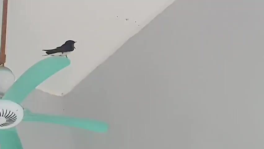 A bird is perched on a ceiling fan blade. The fan has three teal-colored blades and a white central housing. The ceiling is white with some discoloration. To the right of the fan, a gray wall is visible. Later in the video, a bird's nest is visible attached to a ledge. The nest is made of mud and twigs, and several small birds are inside. Below the nest, a plastic bottle is partially visible, appearing to be used as a support. A screen is visible at the bottom of the frame.