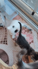 Konyaaltı kittens play, nurse, and cause small chaos indoors