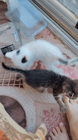 Konyaaltı kittens play, nurse, and cause small chaos indoors