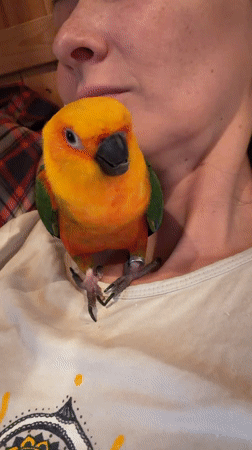 Indoor activities with pet parrot, music, and games in Udelnaya