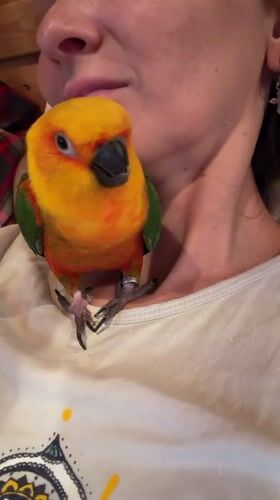 Indoor activities with pet parrot, music, and games in Udelnaya