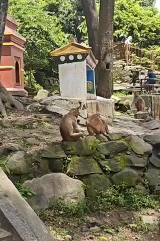 The video shows two monkeys interacting near a small shrine-like structure and a tree. The monkey in the foreground, facing away from the camera, is sitting on a rocky ledge. Another monkey, facing the foreground monkey, is standing behind it and appears to be grooming or interacting with its back. The environment is outdoors with greenery and rocks. In the background, there are more rocks, trees, a fence, and what appear to be other monkeys and people in the distance. The shrine has a white base with a decorative top featuring yellow and black elements and three white circles. The lighting suggests daytime.