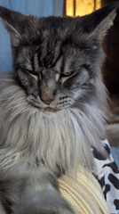 Domestic cats and dog captured in quiet moments around Izmail
