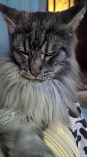 Domestic cats and dog captured in quiet moments around Izmail