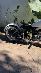 Motorcycles parked and a dog relaxing in a paved outdoor space