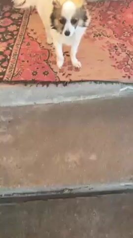 The video shows a person interacting with two dogs. The dogs appear to be indoors, standing on a patterned rug. One dog is primarily white with brown markings around the head, and the other is tan. The person is seen petting both dogs. The camera angle is from a high vantage point, focusing on the interaction.