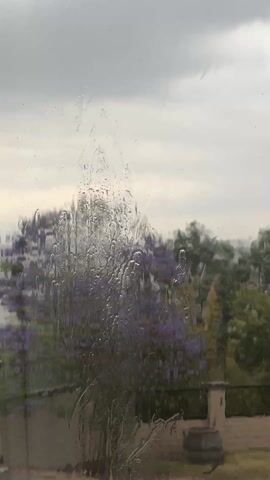 The video shows a rain-streaked window with a blurred view of trees in the background, one of which has purple flowers. The sky is overcast and gray. An object resembling paper is brushed onto the rain-streaked part of the glass, creating additional streaks.