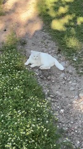 A white cat with pink ears and paws is lying on a dirt path covered with small pebbles and grass. The cat is positioned on its stomach with its front paws extended. To the left of the cat is a patch of green grass with small white flowers. The background is blurred, but appears to be a natural outdoor setting with dappled sunlight filtering through trees.