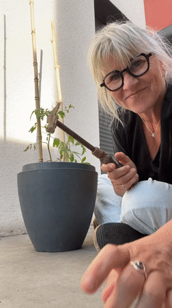 Woman tends tomato garden in early morning Chambœuf session
