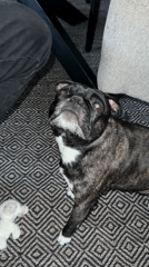 Pug dogs captured in playful domestic moments in Sweden