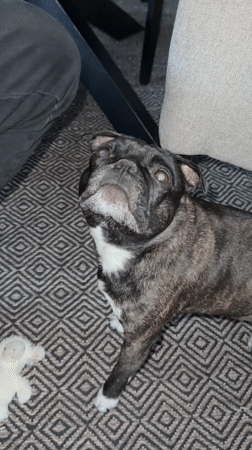 Pug dogs captured in playful domestic moments in Sweden