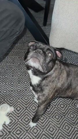 The video shows a black pug with a white chest lying on a patterned gray and white carpet. Next to the dog is a small, stuffed, white lamb toy. A person's leg, clad in black pants, is visible on the left side of the frame. In the background, a light gray cushion and a black table leg can be seen. The dog yawns widely, revealing its pink tongue and inner mouth.