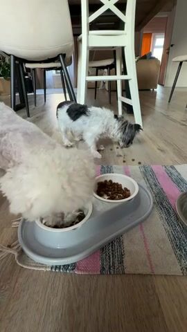 Two small dogs are eating from a double dog bowl. A white dog is on the left, eating from the left side of the bowl. A black and white dog is on the right, eating from the right side of the bowl. The dogs are on a rug in front of a table and chairs. The floor is wood.
