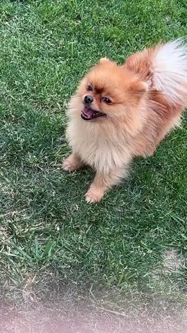 The video shows a Pomeranian dog with orange and white fur standing on a grassy lawn. The dog is looking up and appears to be barking or yipping. The camera is positioned above and slightly to the side of the dog, looking down. The grass is green and appears to be recently mowed.