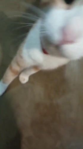 Orange tabby cat documented in Altagracia, Venezuela
