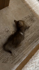 Striped kitten plays on a geometric rug in Radilovo