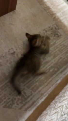 Striped kitten plays on a geometric rug in Radilovo