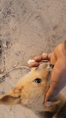 Person plays with puppies in Markurdi, Nigeria