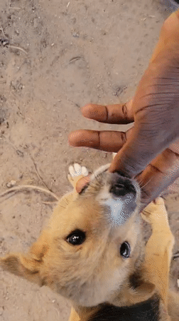 Person plays with puppies in Markurdi, Nigeria