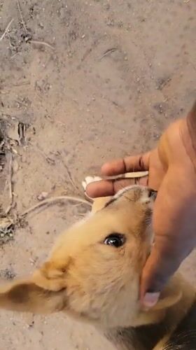 Person plays with puppies in Markurdi, Nigeria