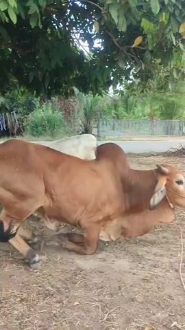 The video shows a brown bull standing up from a kneeling position in a grassy area with trees. The bull has a rope around its neck and a distinctive hump on its back. Another white cow can be partially seen behind it. The background includes a fence, some greenery, and other trees. The ground is covered with grass and dried leaves.