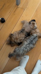 Two small dogs play with owner's feet indoors