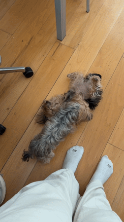 Two small dogs play with owner's feet indoors