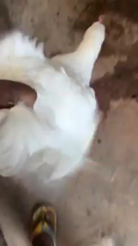 The video shows a person reaching into a chicken coop, pulling out a white chicken, and then releasing it. Other chickens are visible in the coop. The coop's floor appears to be dirty and covered with some feathers. A blue bucket is visible in the corner of the frame. The interior of the coop appears dark and wooden.