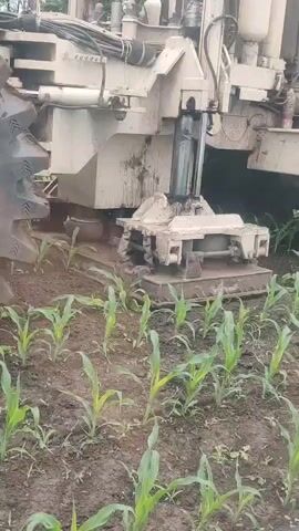 A drilling rig is shown in operation in a field of young corn plants. The rig is a large, white, wheeled vehicle with a drill mechanism extending down towards the ground. The drill appears to be a rotary drill with a wide bit, and it is in the process of drilling into the soil between rows of corn. The corn plants are small and green, and the soil is dark and moist. The overall scene suggests agricultural work, possibly related to soil testing, irrigation, or construction. The video is shaky and the lighting is somewhat dim, indicating it might have been filmed with a handheld device.