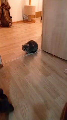 This is a short video clip filmed indoors, likely in a residential setting in Atyrau, Kazakhstan. The primary subject is a domestic shorthair cat with gray tabby markings. The cat is crouched low on a light-colored laminate wood floor, positioned near a doorway. In the background, a backpack and a cat tree are visible, suggesting the presence of pets and potentially an organized living space. The lighting appears to be artificial indoor light, providing a warm glow. The cat's posture and gaze are directed forward, and its ears are slightly perked, indicating alertness or curiosity. The overall mood is calm and domestic, with the focus solely on the cat and its immediate surroundings. There is no visible text in the clip.