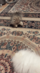 Two Pomeranian dogs play on ornate carpet in Asenovgrad