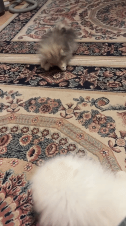 Two Pomeranian dogs play on ornate carpet in Asenovgrad