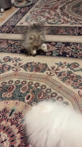 Two Pomeranian dogs play on ornate carpet in Asenovgrad