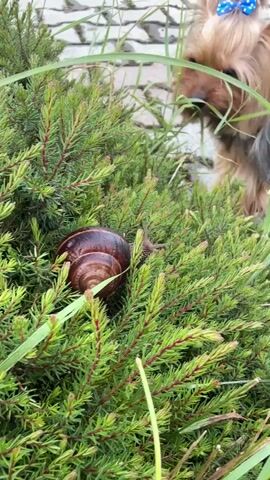 A small Yorkshire Terrier is curious about a snail on a green bush. The dog is blurred and sticks its tongue out as it approaches the snail. A cat is seen in the background, walking on a paved area. The scene appears to be outdoors, possibly in a garden or yard, with rocks and greenery visible. The time of day is unclear, but the lighting suggests it could be daytime. The overall mood is one of curiosity and gentle observation of nature.