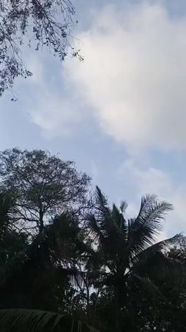 The video shows a low-angle view looking up at the sky through trees. The sky is cloudy with patches of blue. There are palm trees with their fronds visible, and other leafy trees. The camera is moving upwards and panning slightly.