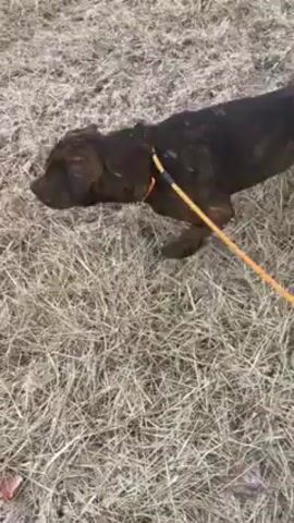 A high-angle, handheld shot shows a person walking a brindle-colored dog on a yellow leash across dry, grassy terrain. The dog appears to be a pit bull type breed. The camera follows the dog's movement as it walks in the grass. The surroundings consist of dried grass and dirt. The overall lighting is somewhat muted due to overcast conditions. The camera holder's feet are visible at the bottom of the frame.