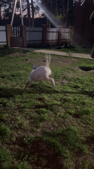 Person plays with bull terrier in backyard in Rusalevka