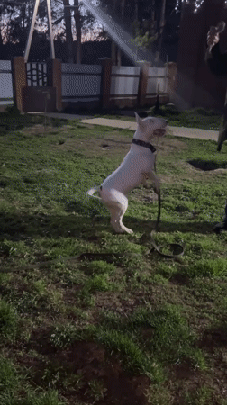 Person plays with bull terrier in backyard in Rusalevka