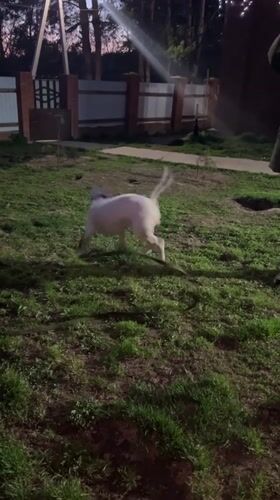 Person plays with bull terrier in backyard in Rusalevka