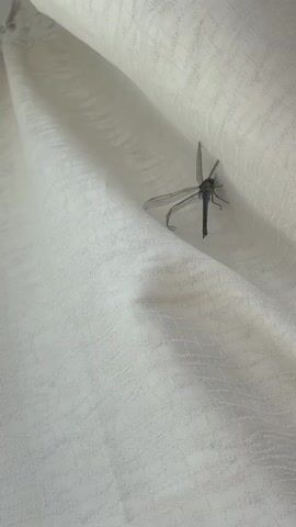 A close-up shot shows a dragonfly on a white curtain. The dragonfly is dark blue and green with transparent wings. The curtain is draped and textured, with folds creating shadows and highlights. The camera is slightly shaky, and the lighting is bright, suggesting an indoor setting. The dragonfly remains stationary throughout the video.