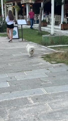 The video shows a white dog walking on a paved walkway. In the background, there is a restaurant with outdoor seating. Several people are visible, including a man walking a dog on a leash and a woman standing near a sign. The environment appears to be a public area, possibly a promenade or sidewalk.