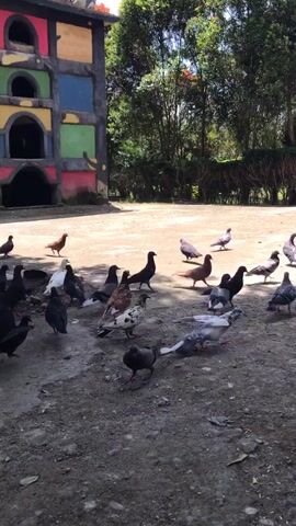 The video shows a flock of pigeons of various colors walking around on a gray, rocky ground. There's a colorful building in the background to the left, and trees and bushes in the background to the right.  The pigeons are mostly walking and pecking at the ground, seemingly looking for food.