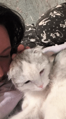 Quiet moments with Scottish Fold cat captured in Orenburg