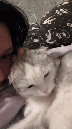 Quiet moments with Scottish Fold cat captured in Orenburg